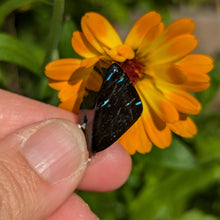 Lade das Bild in den Galerie-Viewer, Nuummite freeform pendant
